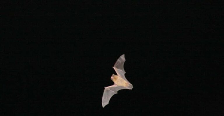 Bat Watching Madeira - Who Should Consider This Tour?