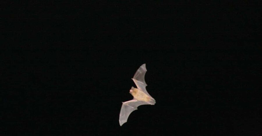 Bat Watching Madeira - Who Should Consider This Tour?