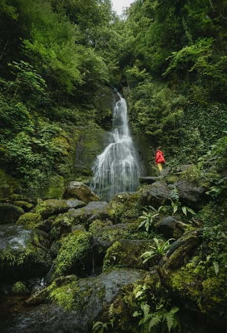 Batumi to Mtirala National park - Half day hiking group tour - A Detailed Look at the Mtirala National Park Hike