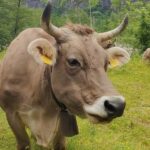 Bavona Valley Tour Ticino incl. Foroglio near Locarno Ascona - An In-Depth Look at the Bavona Valley Tour