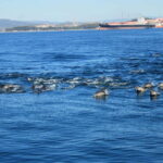 Bay of Gibraltar: Dolphin Cruise - The Dolphin Sightings and Marine Activity