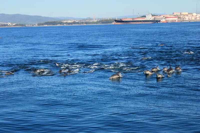 Bay of Gibraltar: Dolphin Cruise - The Dolphin Sightings and Marine Activity