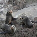 Bay of Islands: Discover the Bay Cruise with Island Lunch - In-Depth Review: The Experience, Itinerary, and What You Can Expect
