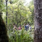 Bay of Islands Shore Excursion: Puketi Rainforest Guided Walk - Who Will Love This Tour?
