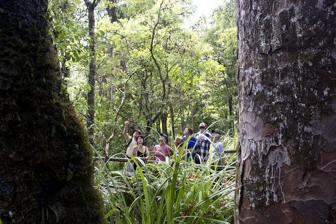 Bay of Islands Shore Excursion: Puketi Rainforest Guided Walk - Who Will Love This Tour?