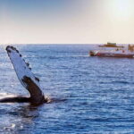 Bay trip and the Arch of Cabo San Lucas - An Authentic Look at the Cabo Bay Experience