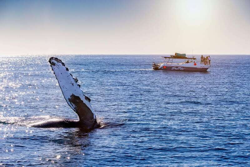 Bay trip and the Arch of Cabo San Lucas - An Authentic Look at the Cabo Bay Experience