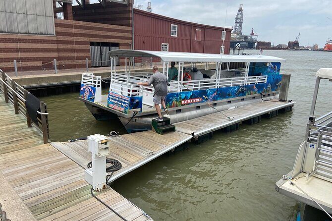 Baywatch Dolphin Tour - An In-Depth Look at the Galveston Dolphin Experience