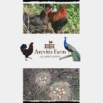 Be A Farmer for A Day in Arevitis Farm! - Why This Tour Stands Out