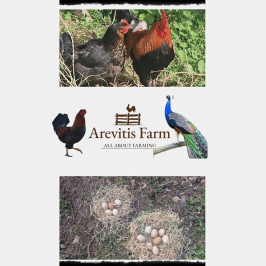 Be A Farmer for A Day in Arevitis Farm! - Why This Tour Stands Out