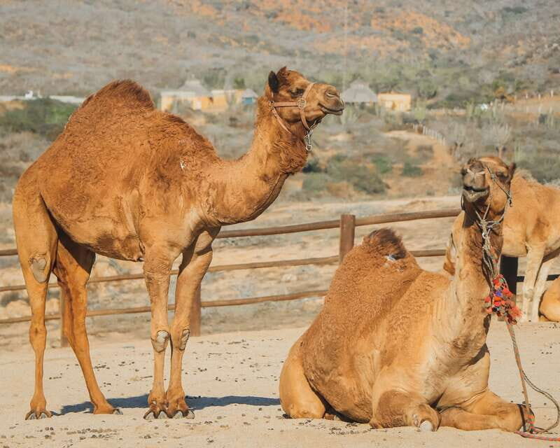Beach Camel Ride & Encounter in Cabo by Cactus tours park - Frequently Asked Questions