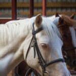 Beach & countryside horse riding outside Westport. Guided. 1 hour - A Thorough Look at the Horseback Riding Experience Outside Westport