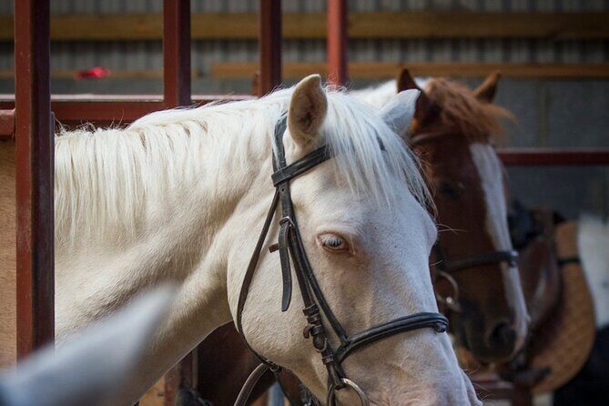 Beach & countryside horse riding outside Westport. Guided. 1 hour - A Thorough Look at the Horseback Riding Experience Outside Westport