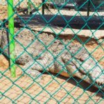 .Beach Horse Riding Turtle Release Crocodile Farm Experience - What We Love About This Tour