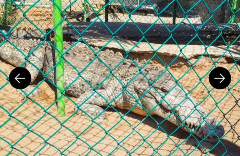 .Beach Horse Riding Turtle Release Crocodile Farm Experience - What We Love About This Tour