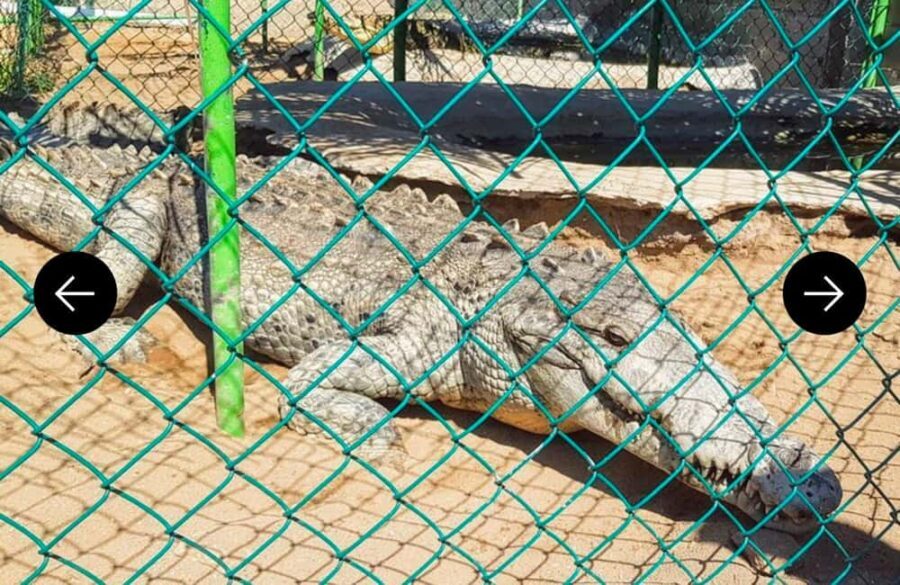 .Beach Horse Riding Turtle Release Crocodile Farm Experience - What We Love About This Tour