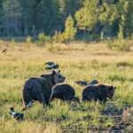Bear and Arctic Animals 2 Day Trip from Rovaniemi - Authentic Wildlife Encounters and Expert Guides