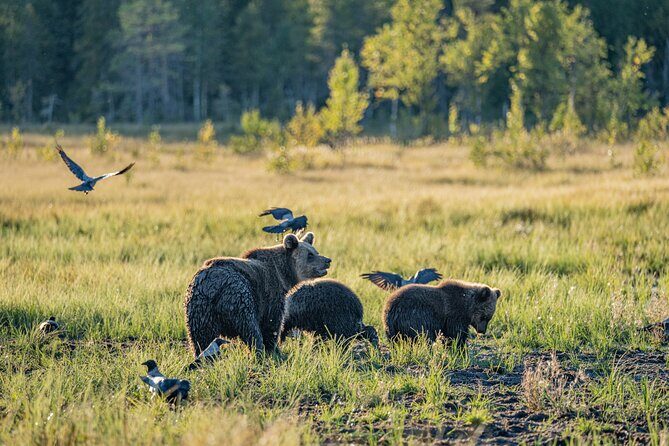 Bear and Arctic Animals 2 Day Trip from Rovaniemi - Authentic Wildlife Encounters and Expert Guides