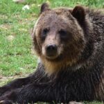 Bear Sanctuary and Dracula's Castle, 1-day Private Tour - A Deep Dive into the Transylvanian Day Trip