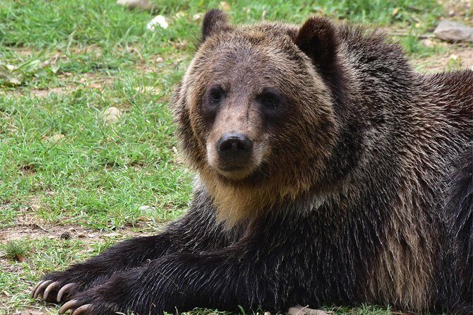 Bear Sanctuary and Dracula's Castle, 1-day Private Tour - A Deep Dive into the Transylvanian Day Trip
