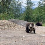 Bear Sanctuary & Rasnov Fortress - Private day tour from Bucharest - A Closer Look at the Tour Experience