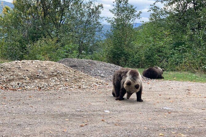 Bear Sanctuary & Rasnov Fortress - Private day tour from Bucharest - A Closer Look at the Tour Experience