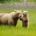 Bear Viewing Excursion and Airplane Adventure Tour - Discover the Wild of Alaska: A Bird’s-Eye View and Bear Encounter