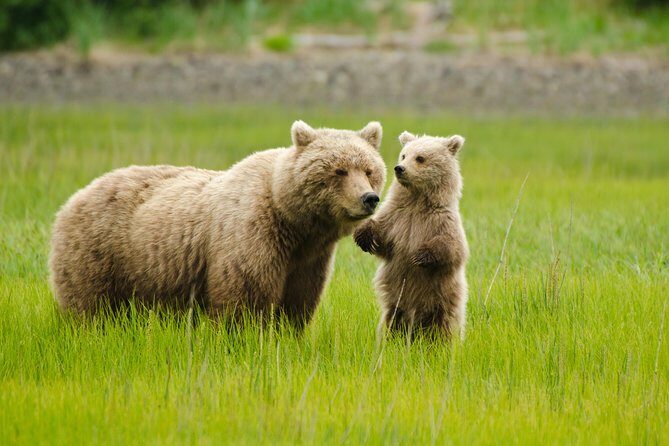 Bear Viewing Excursion and Airplane Adventure Tour - Discover the Wild of Alaska: A Bird’s-Eye View and Bear Encounter