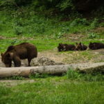 Bear watching experience in the wild - An In-Depth Look at the Bear Watching Tour in Transylvania