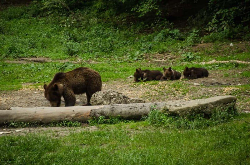 Bear watching experience in the wild - An In-Depth Look at the Bear Watching Tour in Transylvania
