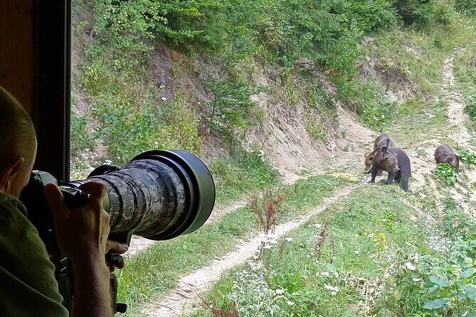 Bear watching experience near Brasov - An In-Depth Look at the Bear Watching Tour