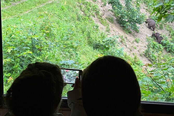 Bear Watching In Brasov: Observe Wild Bears From A Hideout (100%) - Why This Tour Packs a Punch
