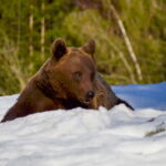Bear watching in the Land of Volcanoes - Detailed Breakdown of the Experience