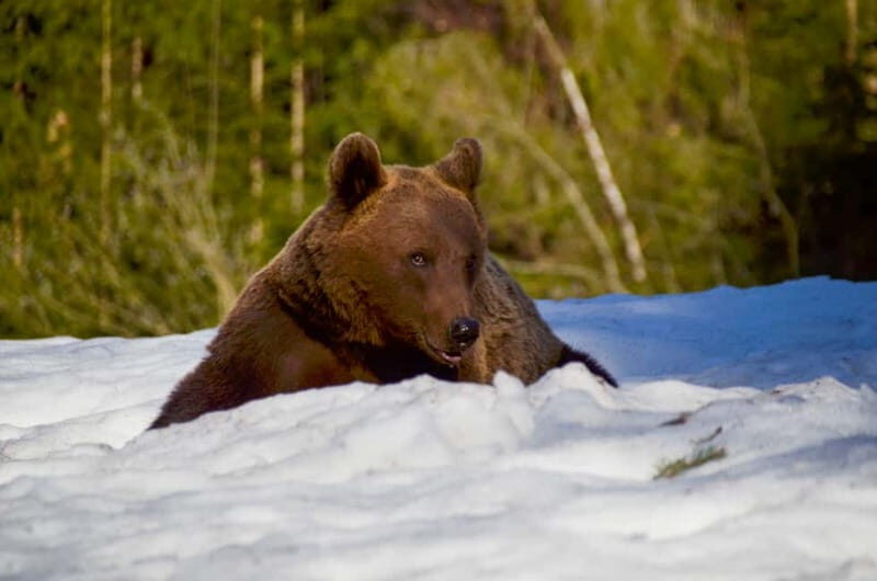 Bear watching in the Land of Volcanoes - Detailed Breakdown of the Experience