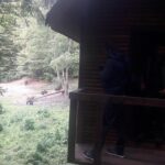 Bear Watching in The Wild from Brasov - The Sum Up