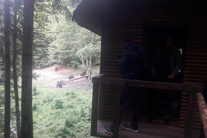 Bear Watching in The Wild from Brasov - The Sum Up