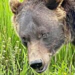 Bears & Beers Tasting Tour out of Anchorage - Who Will Love This Tour?