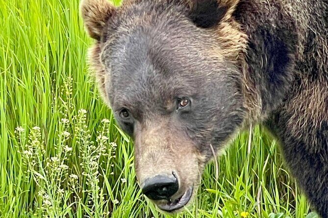 Bears & Beers Tasting Tour out of Anchorage - Who Will Love This Tour?
