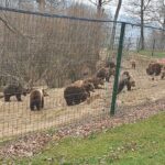 Bears Sanctuary, Dracula Castle and Brasov City - Full Day Trip from Bucharest - Final Thoughts