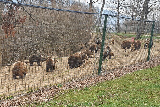 Bears Sanctuary, Dracula Castle and Brasov City - Full Day Trip from Bucharest - Final Thoughts