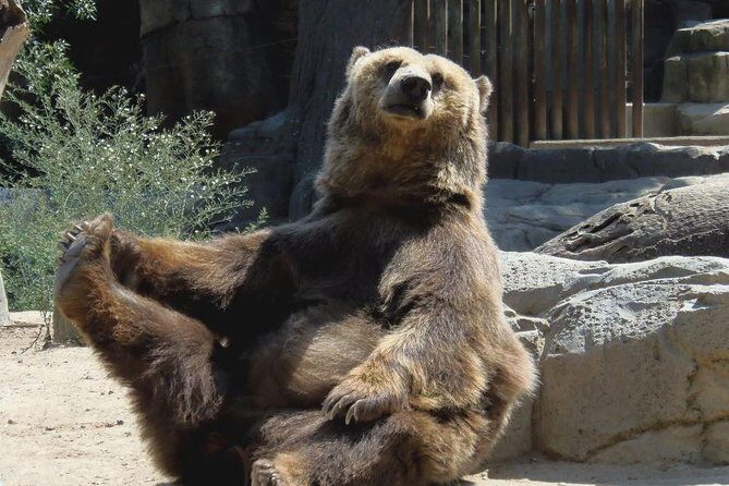 Bears Sanctuary, Dracula's Castle, Brasov Day Trip Private Tour from Bucharest - Frequently Asked Questions
