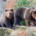 Bearwatching Hiking Day Tour in High Tatras from Poprad - Practical Details and What to Expect
