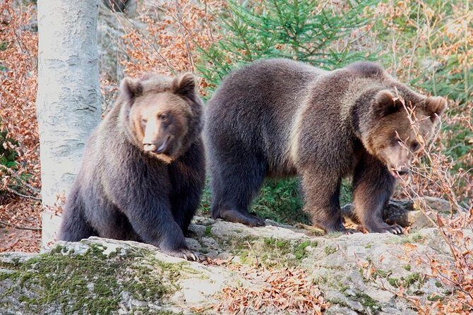 Bearwatching Hiking Day Tour in High Tatras from Poprad - Practical Details and What to Expect