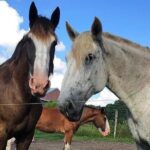 Beauforts #1 Horse & Carriage History Tour - Final Thoughts: Is It Worth It?