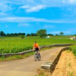 Beaune: Winery Tour by Bike with Wine Tasting - The Heart of the Tour: Wine & Vineyards