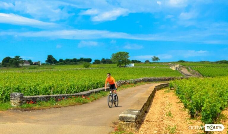 Beaune: Winery Tour by Bike with Wine Tasting - The Heart of the Tour: Wine & Vineyards