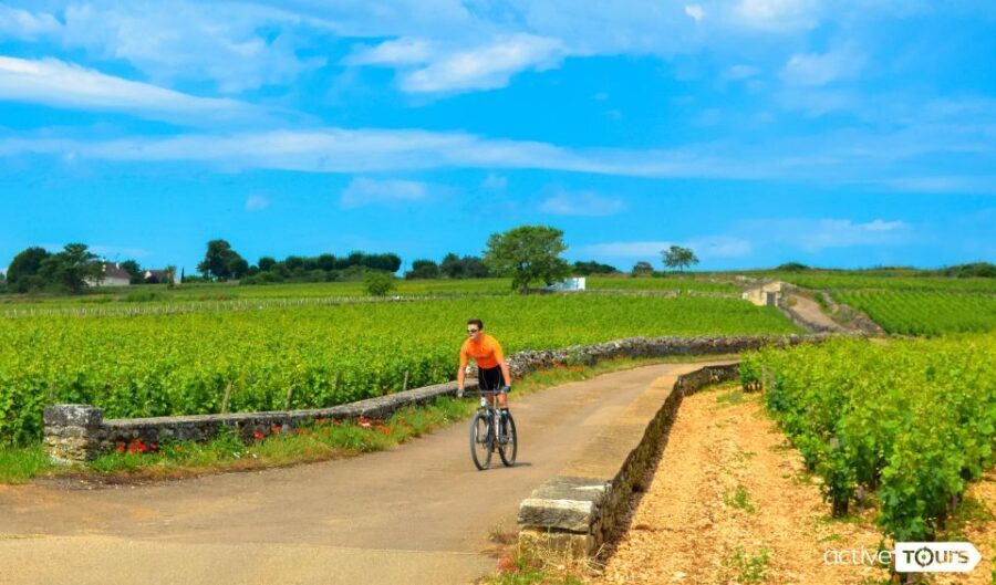 Beaune: Winery Tour by Bike with Wine Tasting - The Heart of the Tour: Wine & Vineyards