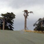 Beauty, Nature and Charm of Troodos Mountains from Paphos - Exploring the Troodos: A Deep Dive into the Highlights