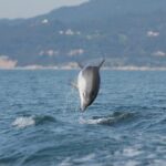 Become a dolphin protector! Lisbon Eco-dolphin watching - Frequently Asked Questions