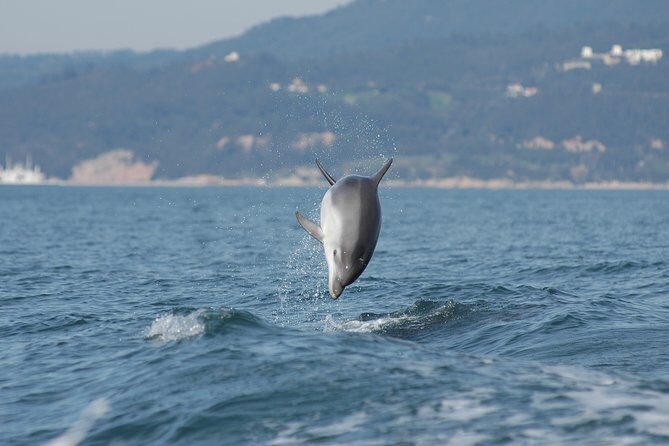 Become a dolphin protector! Lisbon Eco-dolphin watching - Frequently Asked Questions